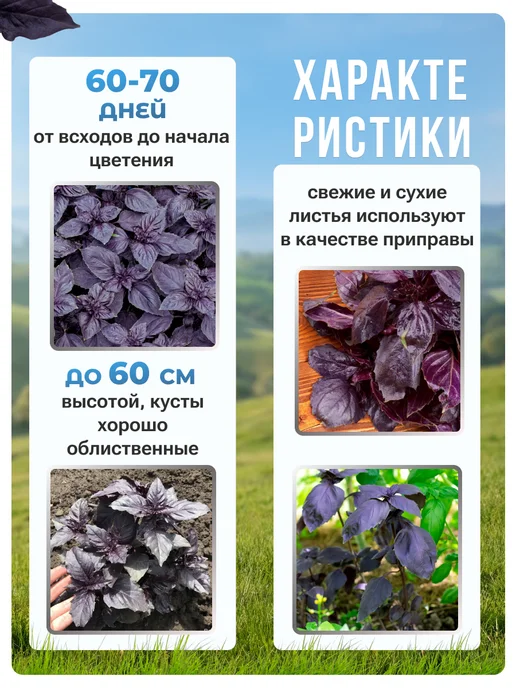 АЭЛИТА Семена базилика фиолетового овощного, фиолетовый, фото 2