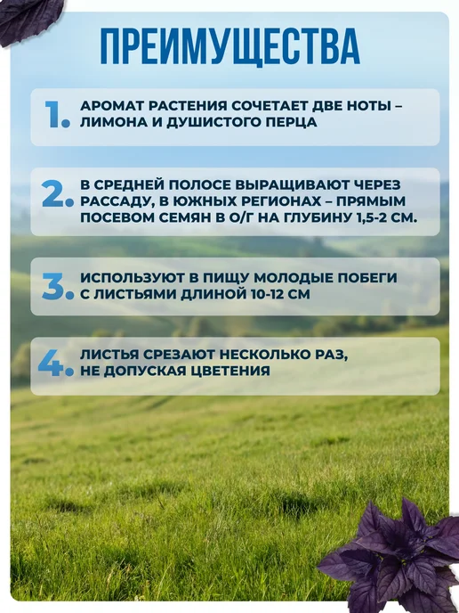 АЭЛИТА Семена базилика фиолетового овощного, фиолетовый, фото 3