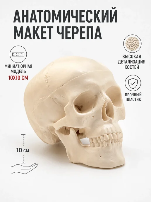 Сималенд Анатомическая модель черепа человека мини, вариант