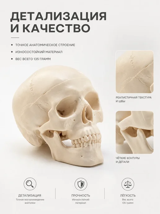 Сималенд Анатомическая модель черепа человека мини, вариант, фото 2