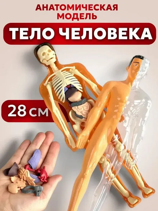 Анатомическая модель для детей Строение человека, вариант