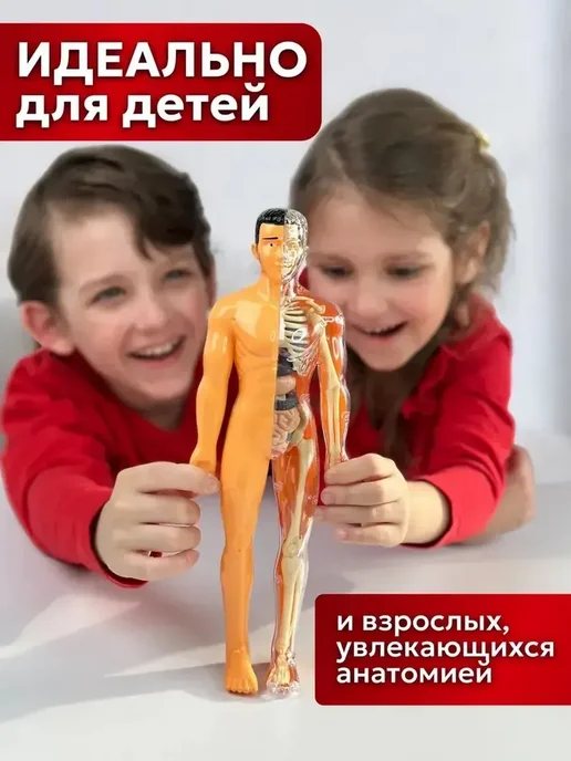 Анатомическая модель для детей Строение человека, вариант, фото 2