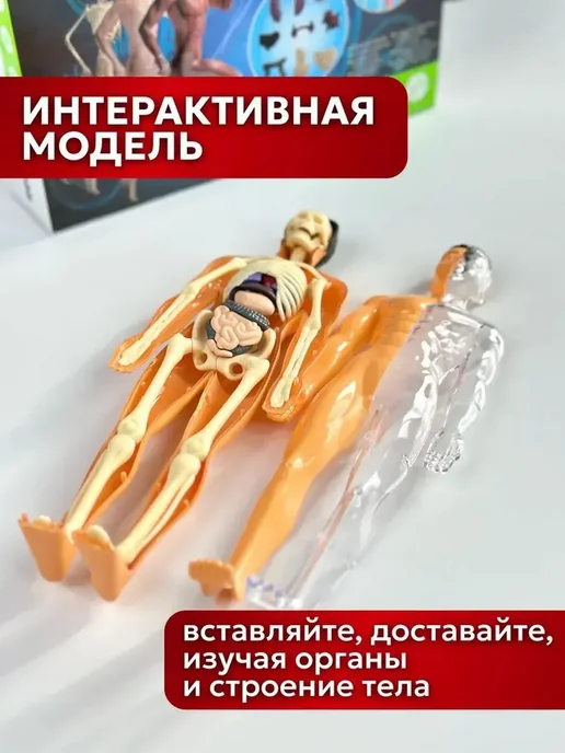 Анатомическая модель для детей Строение человека, вариант, фото 3
