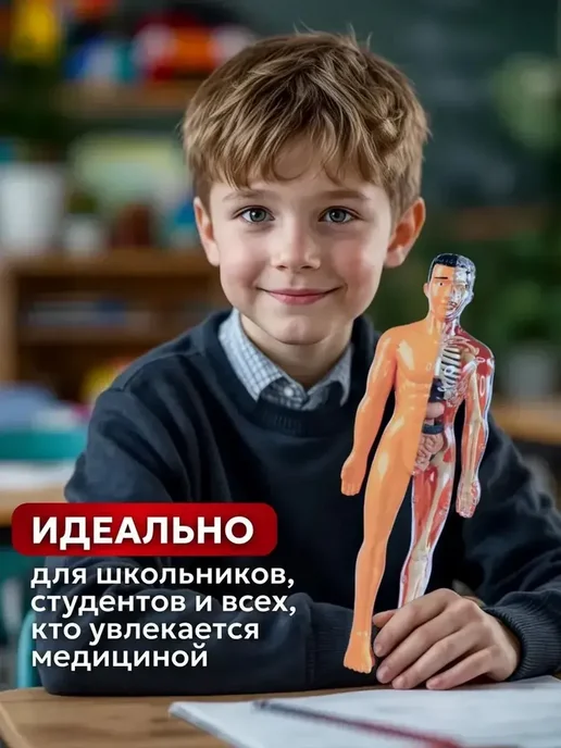 Анатомическая модель для детей Строение человека, вариант, фото 4