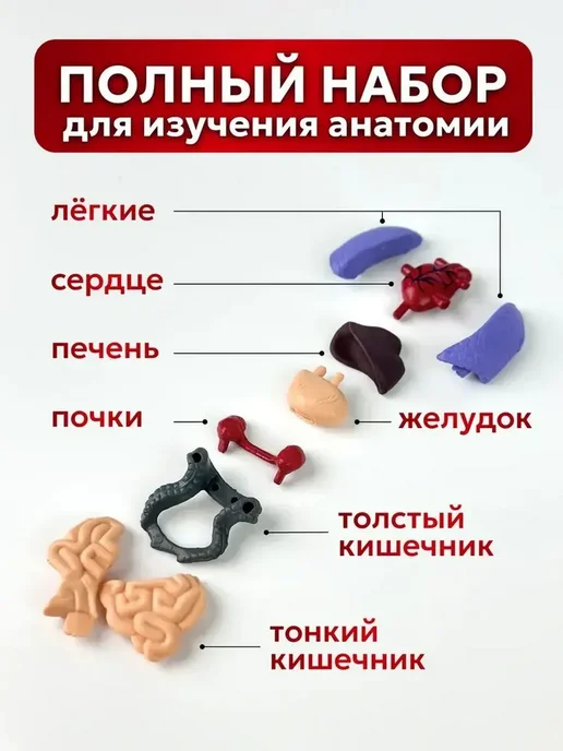 Анатомическая модель для детей Строение человека, вариант, фото 5
