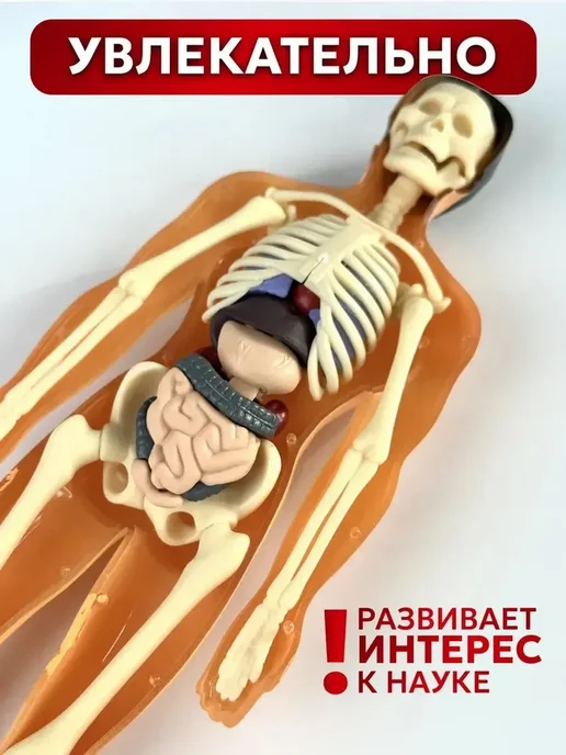 Анатомическая модель для детей Строение человека, вариант, фото 6