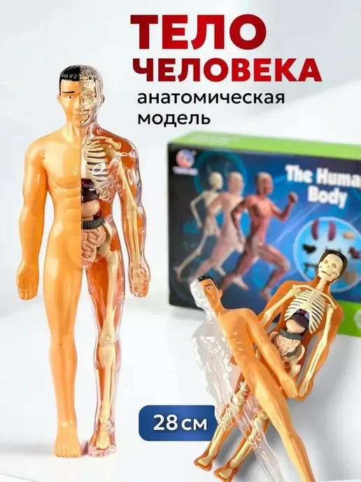Анатомическая модель для детей Строение человека, вариант, фото 7