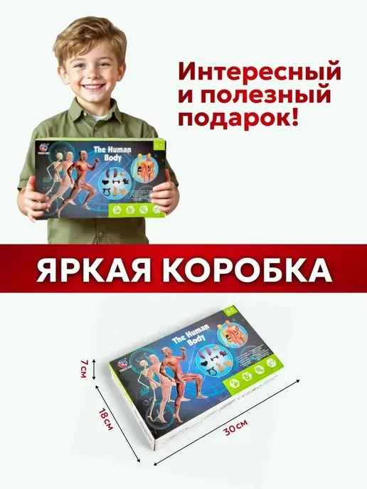Анатомическая модель для детей Строение человека, вариант, фото 8