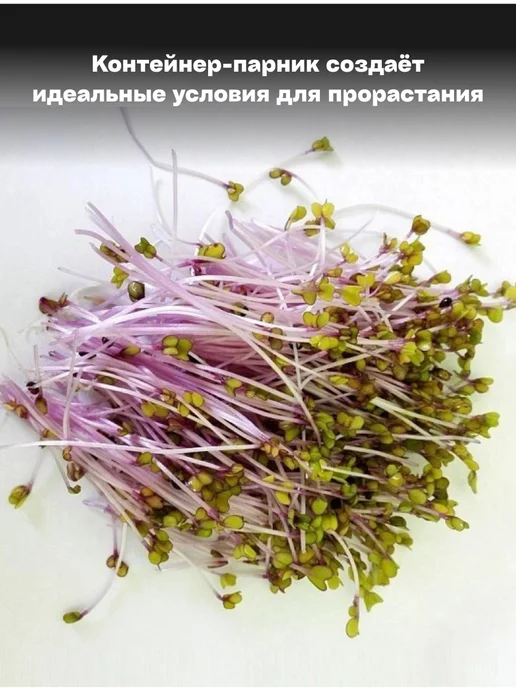 Микромир Набор для выращивания микрозелень кольраби 3шт, 3 шт, фото 5