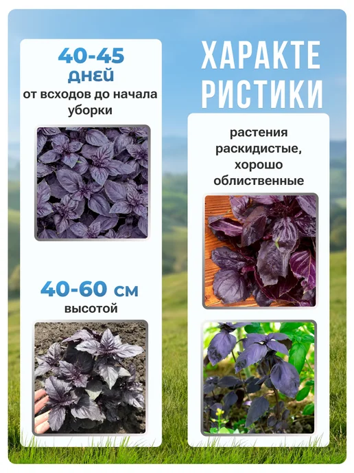 АЭЛИТА Семена базилика Ереванского, фиолетовый, фото 2