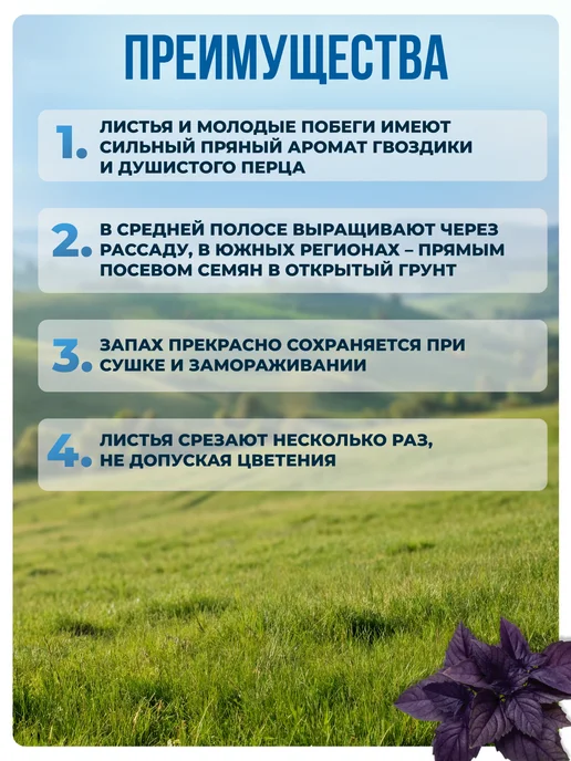 АЭЛИТА Семена базилика Ереванского, фиолетовый, фото 3