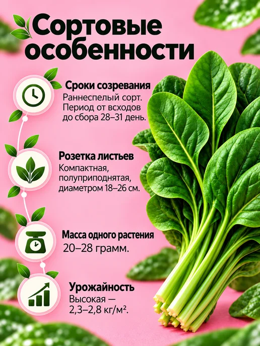 АЭЛИТА Семена шпината Жирнолистный 3 г, 3 г, фото 2