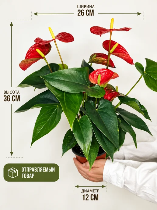 Miracle Garden Антуриум Red Spots живой комнатный цветок горшок D12, красный, фото 2