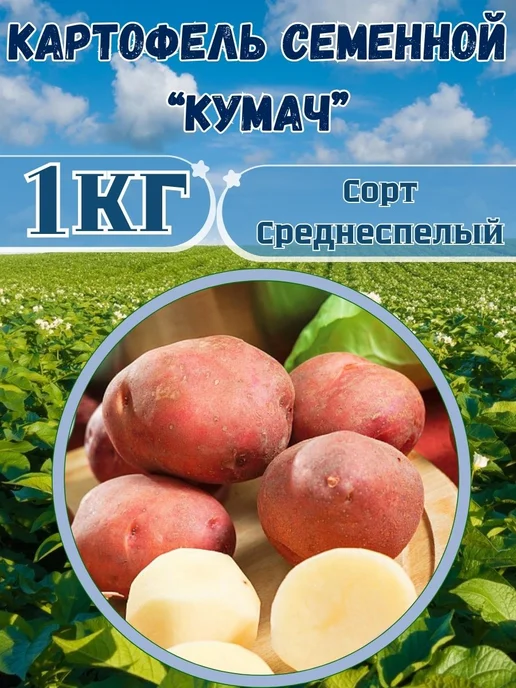Садовник Кузя Картофель семенной Кумач, красный