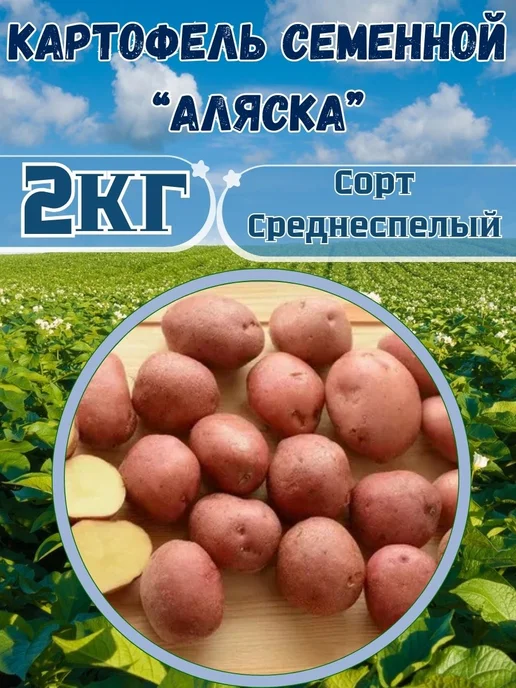 Садовник Кузя Картофель семенной Аляска, вариант, фото 2
