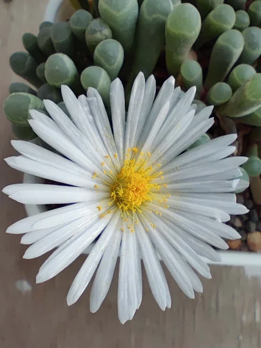 Стильные горшочки Fenestraria rhopalophylla (набор для выращивания), 5 шт, фото 2