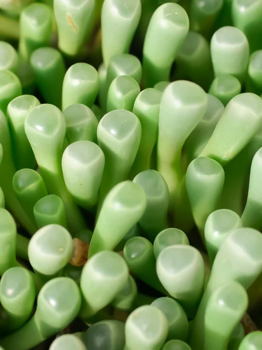 Стильные горшочки Fenestraria rhopalophylla (набор для выращивания), 5 шт, фото 3