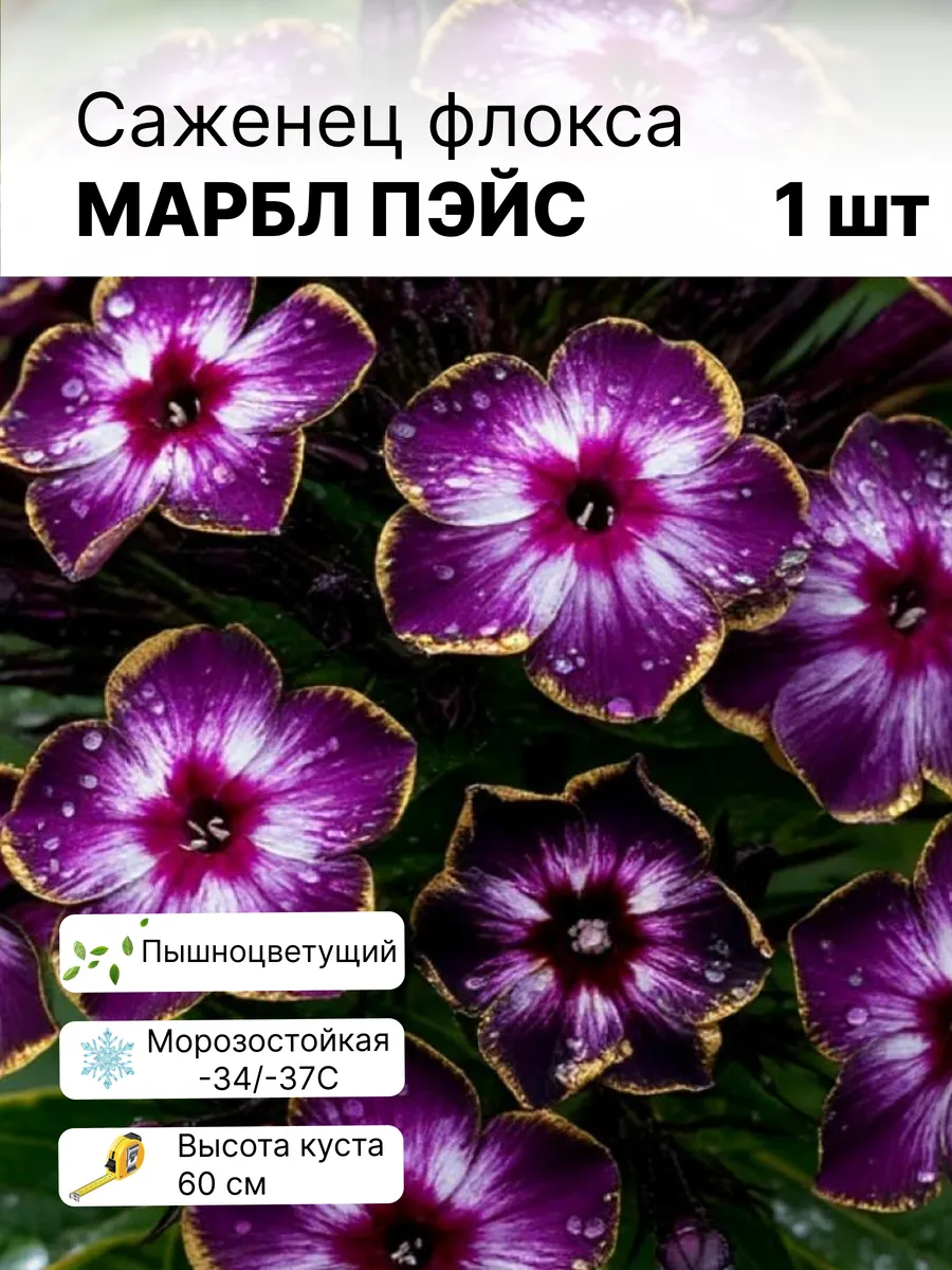 Флоксы многолетние саженцы махровых цветов