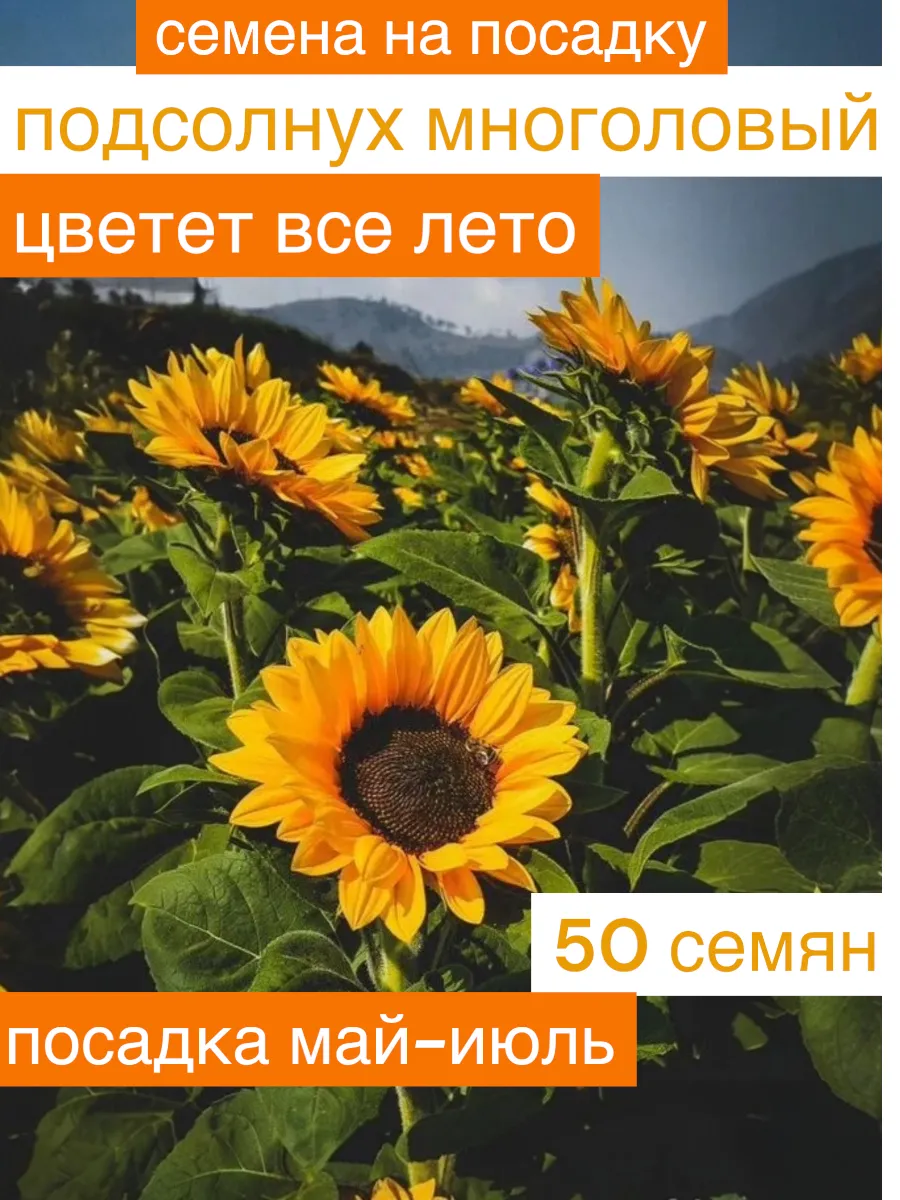 Подсолнух декоративный семена цветы для сада дачи