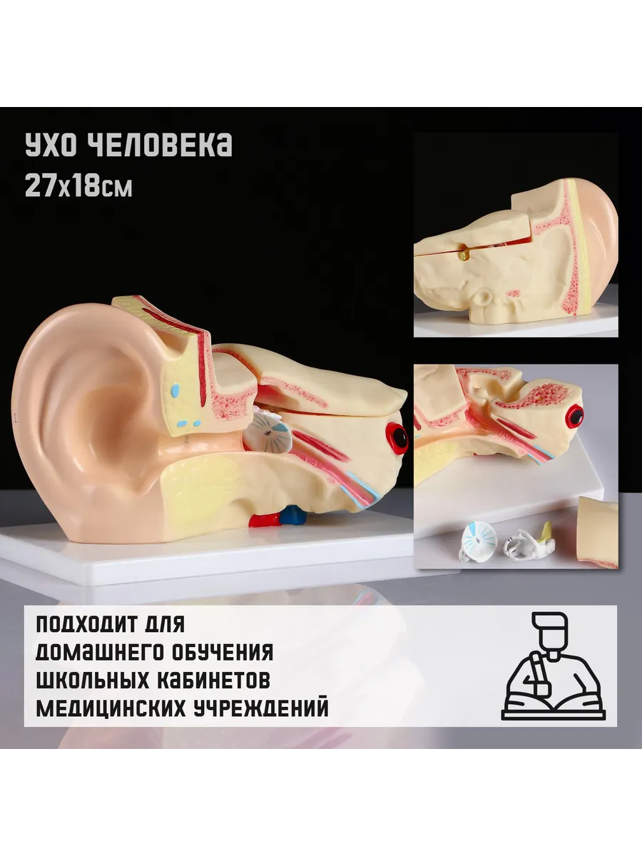 Анатомическая модель