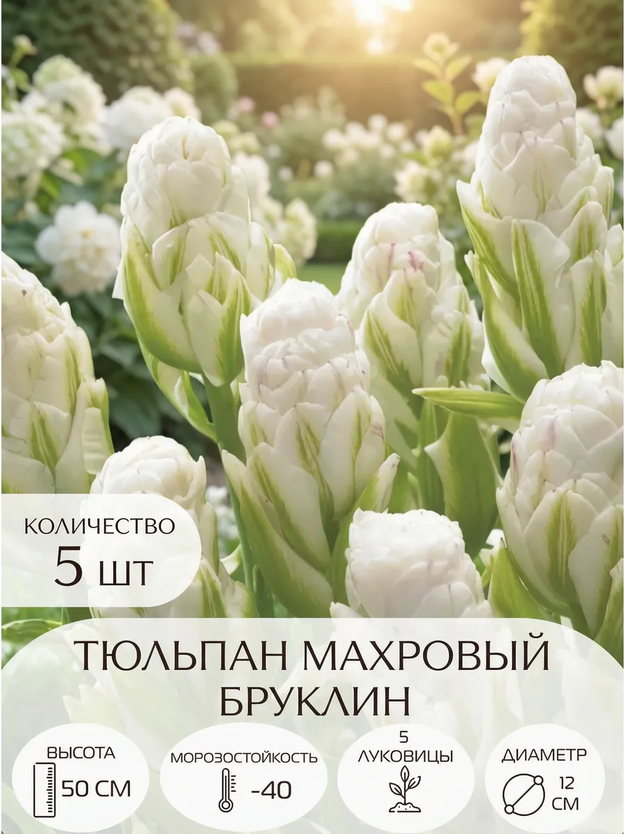 Тюльпаны луковицы Бруклин 5 штук