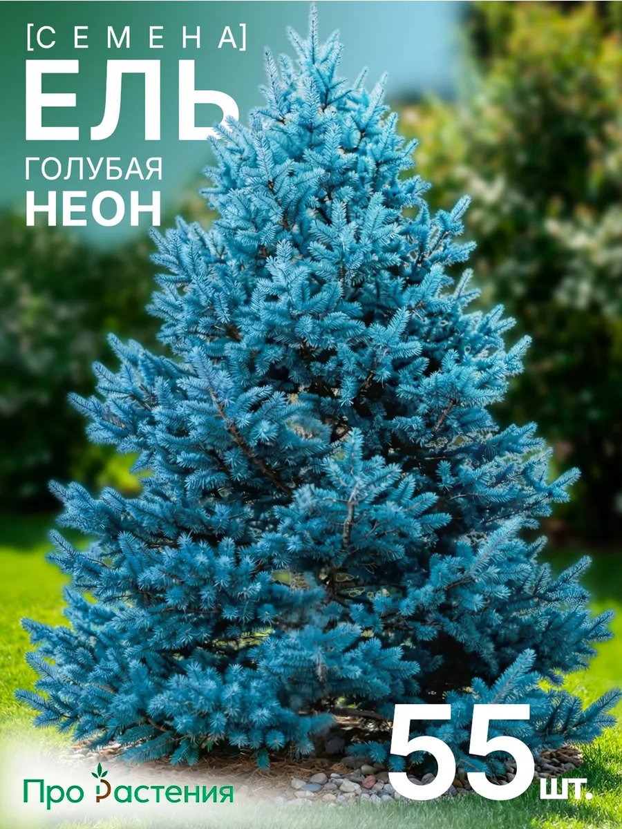 Семена Ель голубая Неон 55 шт.