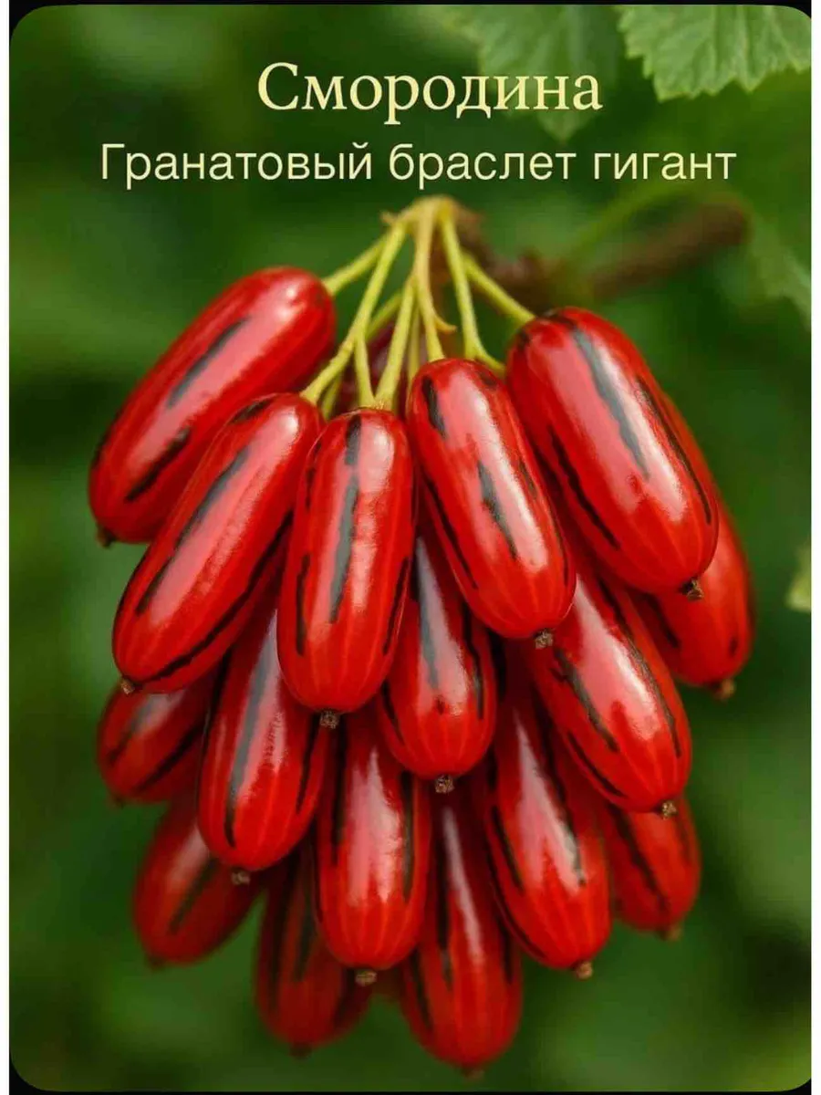 Саженцы смородины красной