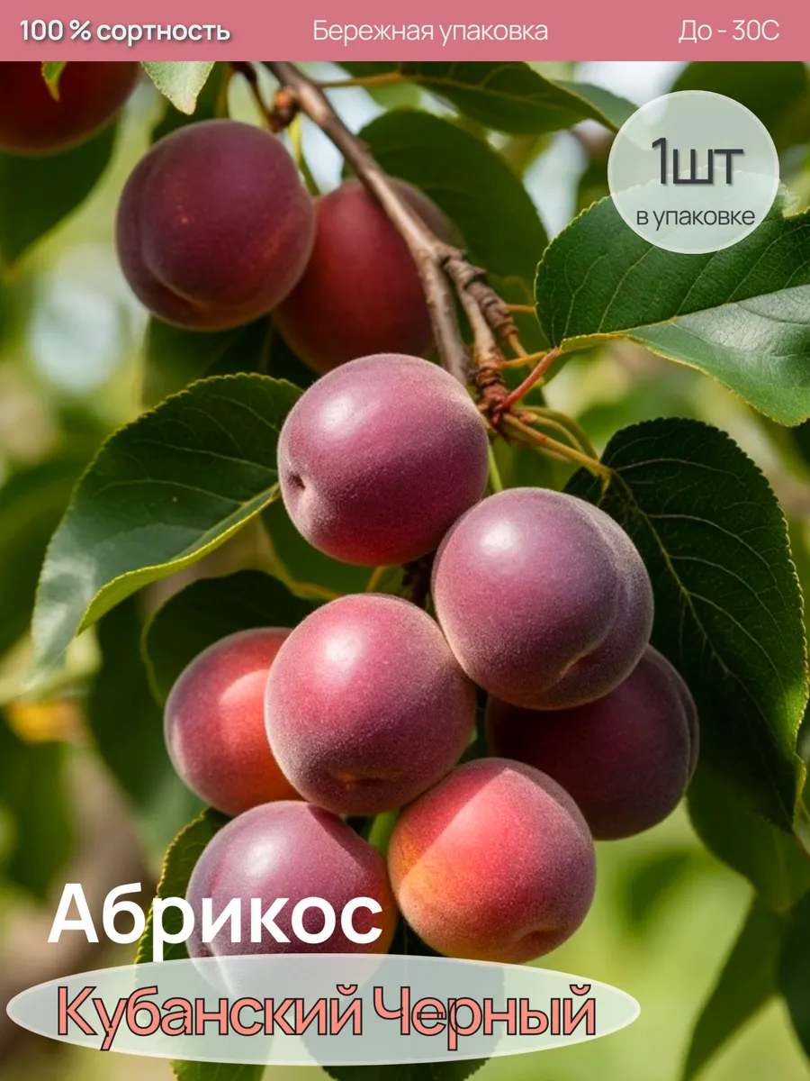Абрикос Саженцы