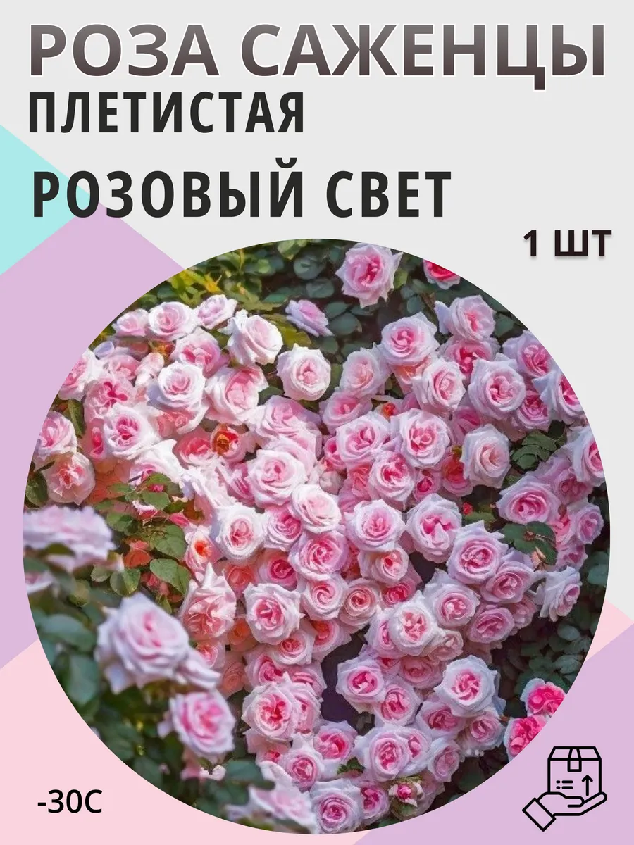 Саженцы роз, многолетние морозостойкие цветы для сада и дачи