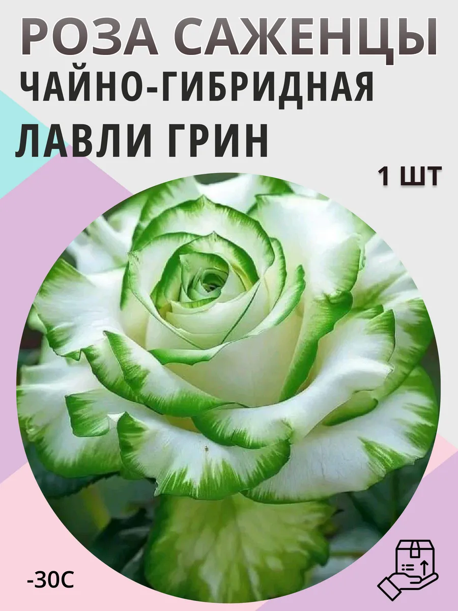 Саженцы роз, многолетние морозостойкие цветы для сада и дачи