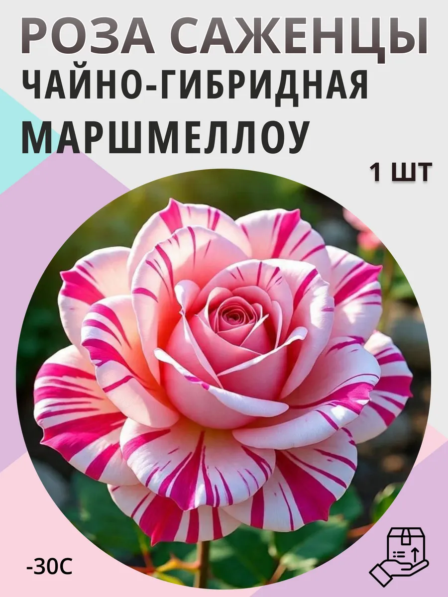 Саженцы роз, многолетние морозостойкие цветы для сада и дачи