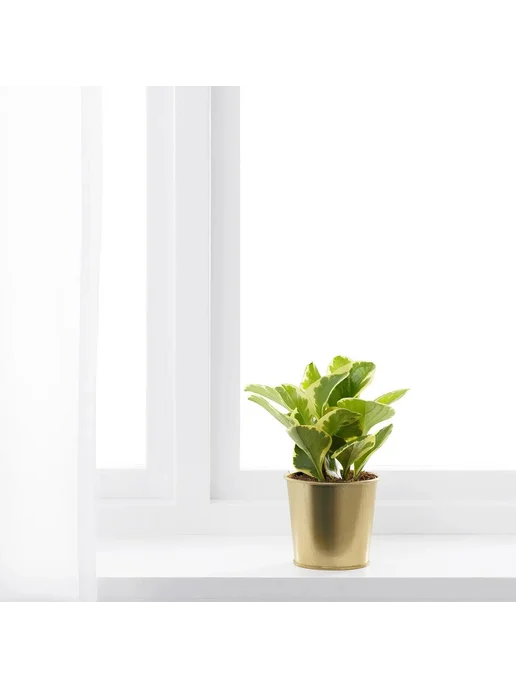 IKEA Кашпо - DAIDAI, из стали, 9 см, цвет золотой, 1 шт, 1 шт, фото 4