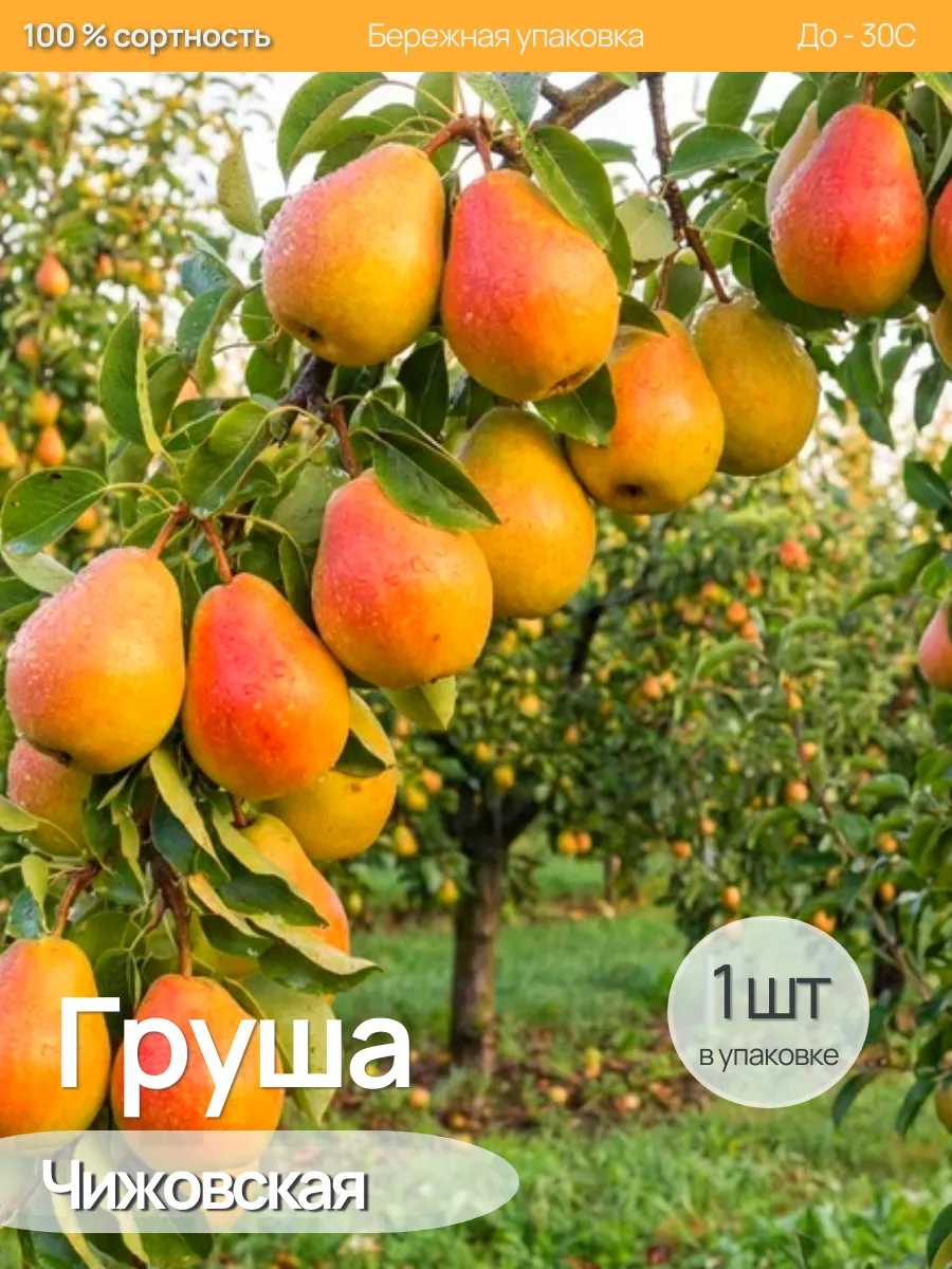 Груша Саженцы