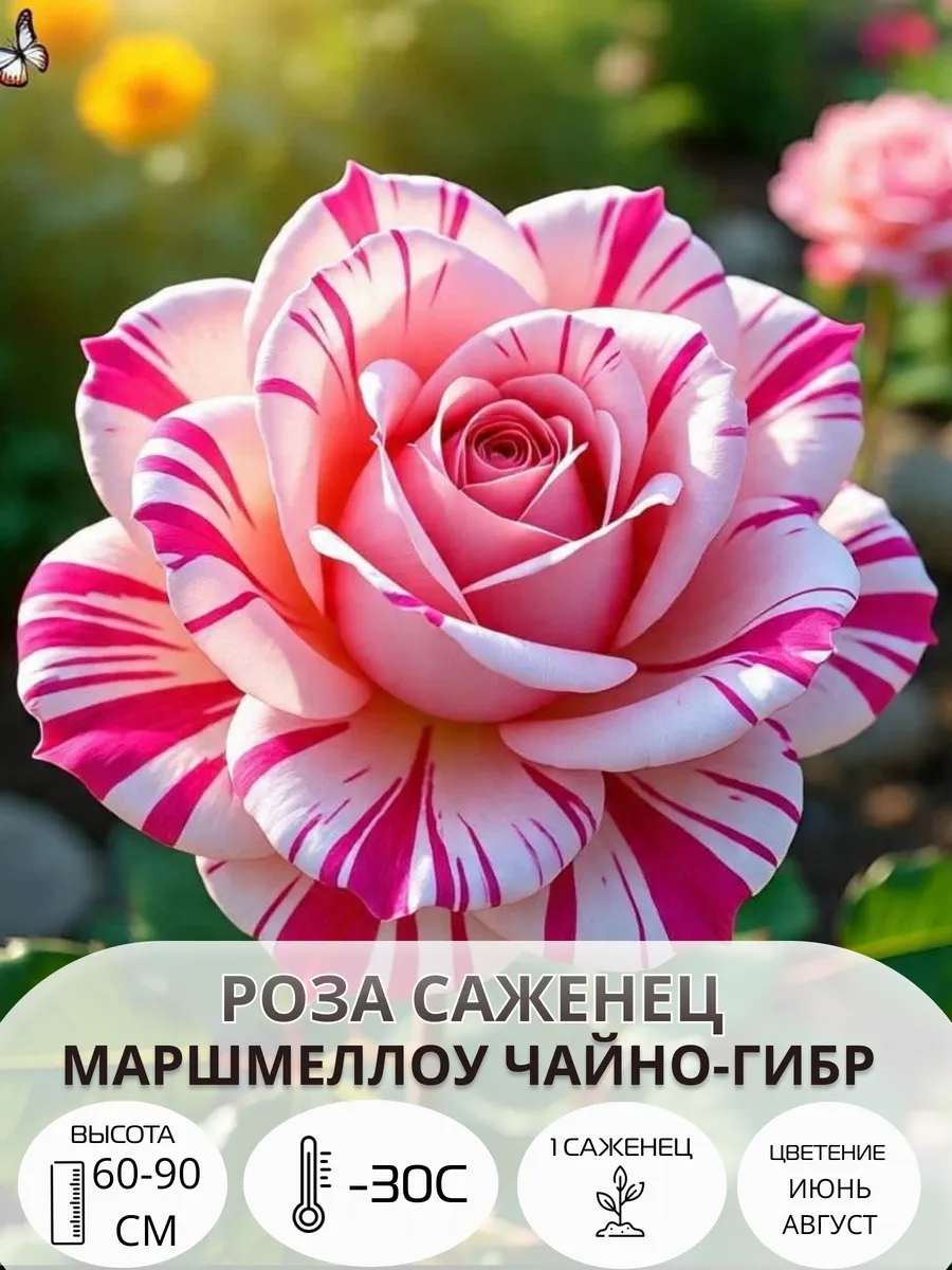 Саженцы розы многолетние морозостойкие цветы для сада и дачи