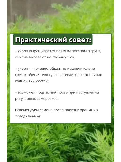 Агрофирма Партнер Семена укропа Аллигатор, петрушки Итальянский гигант, 2 шт, фото 5