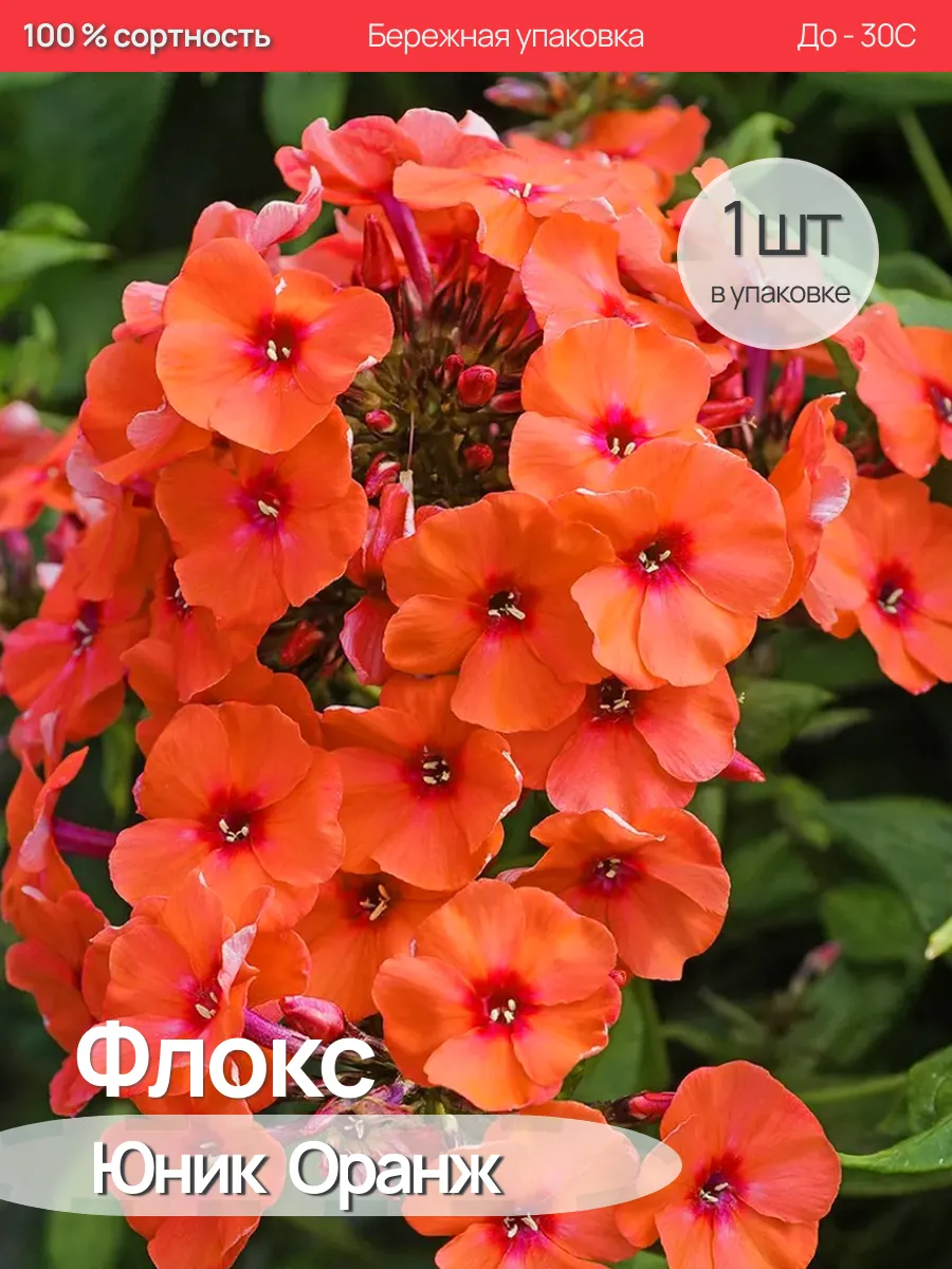 Флокс саженцы