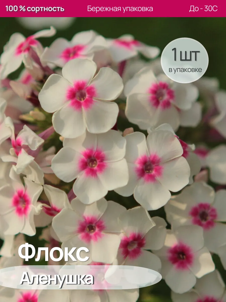 Флокс саженцы