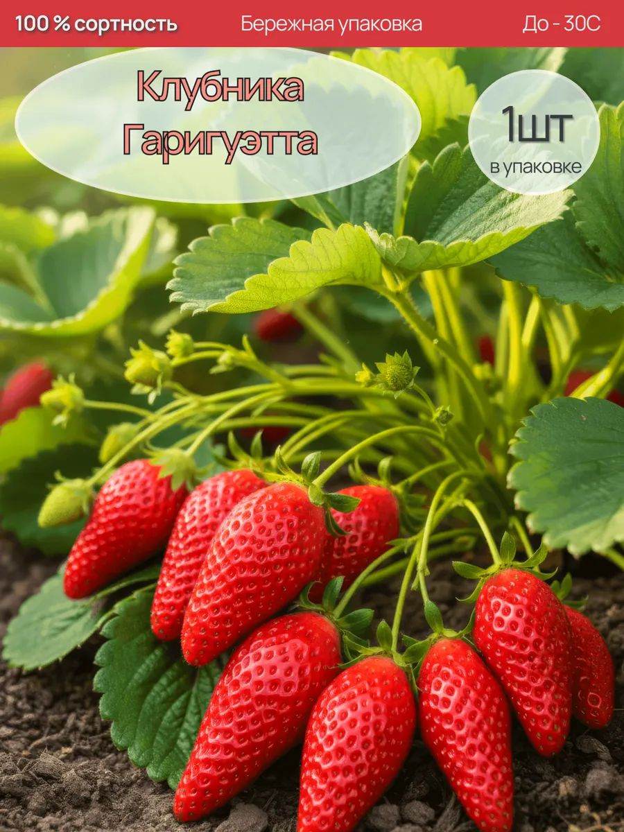 Клубника Гаригуэтта Саженцы