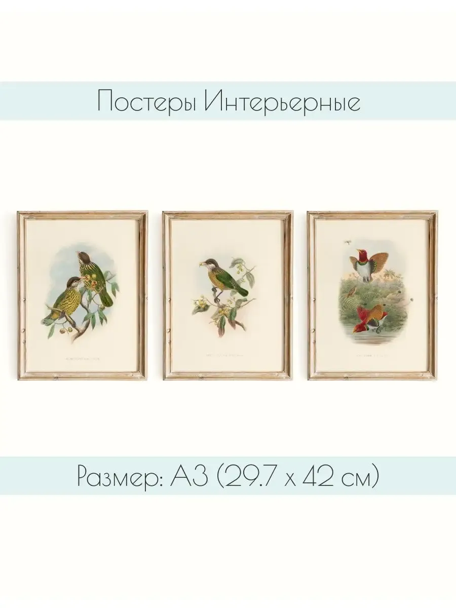 Постеры на стену Винтажные птицы А3