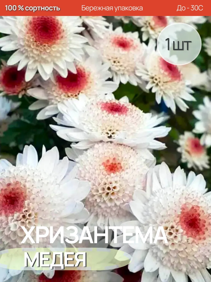 Хризантема Саженцы