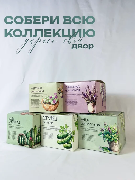 ECOseeds Набор для выращивания Мята ароматная, вариант, фото 5