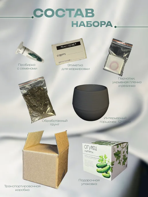 ECOseeds Набор для выращивания Огурцы корнишоны, вариант, фото 3