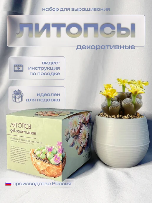 ECOseeds Набор для выращивания Литопсы Живые камни, вариант