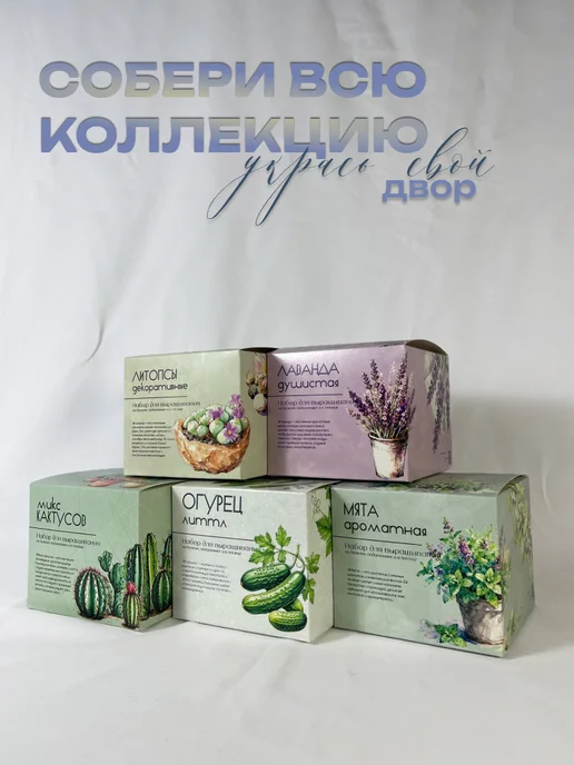 ECOseeds Набор для выращивания Литопсы Живые камни, вариант, фото 5